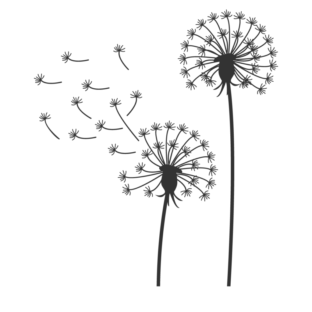 Dandelion seeds drifting