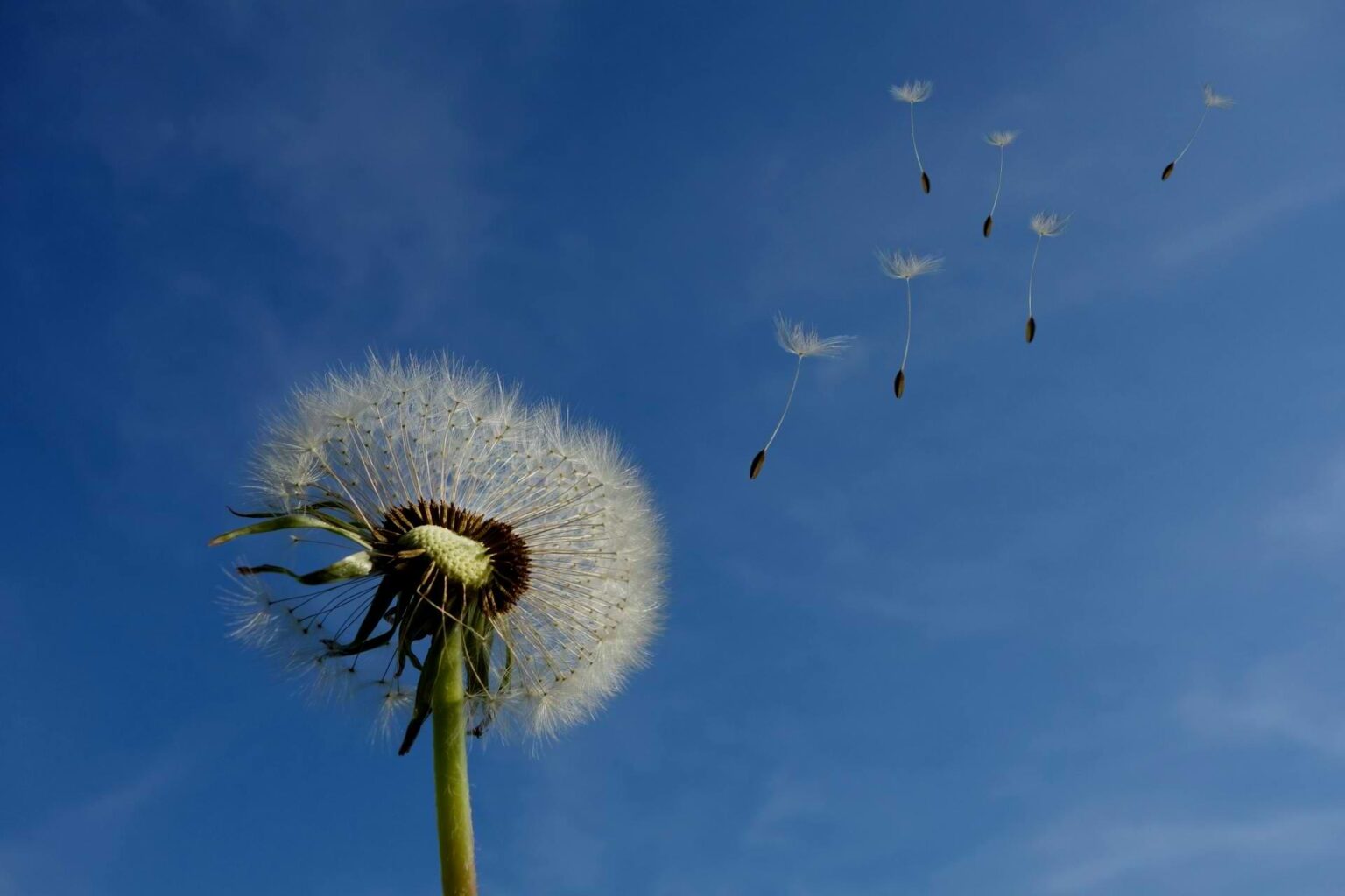 Dandelion seeds lifting into a blue sky